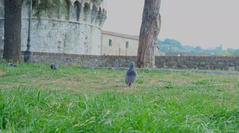 Pigeons in sarzana castle ruins in liguria italy Stock Footage