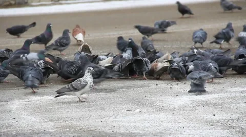 Pigeons scare from car Stock Footage 2126109