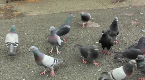 PIGEONS SCRAMBLE HAND HELD LOOK DOWN Stock Footage 974092