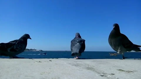 Pigeons on the seafront Stock-Footage 42310199