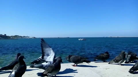 Pigeons on the seafront parapet Video stock 43803048