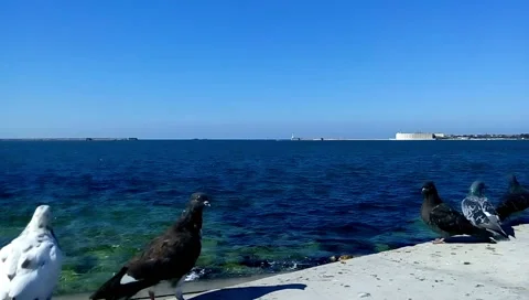 Pigeons on the seaside Stock-Footage 43802982