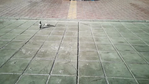 Pigeons with shadows on pedestrians Stock Footage 130296111