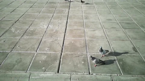 Pigeons with shadows on pedestrians Stock Footage 130296124