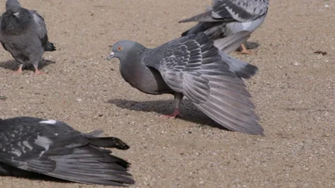 Pigeons on the shore Stock Footage 91655433