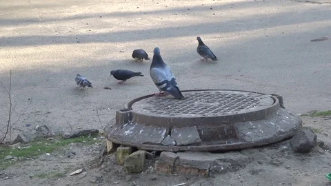 Pigeons on the sidewalk Stock Footage 102906472