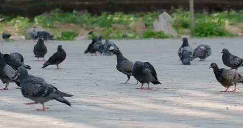 Pigeons on the sidewalk Stock Footage 133723547
