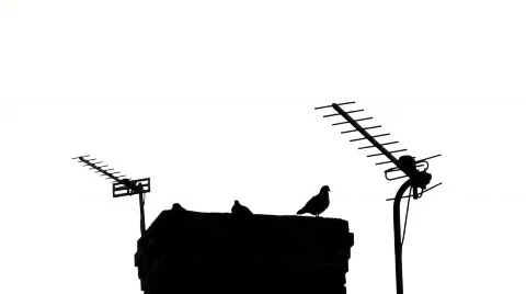 Pigeons silhouetted on a chimney stack. HD 1080i Stock Footage 86032