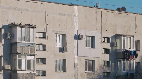 Pigeons sit and fly on roofs of balconies of building and the cat looks at them Stock Footage 128015177