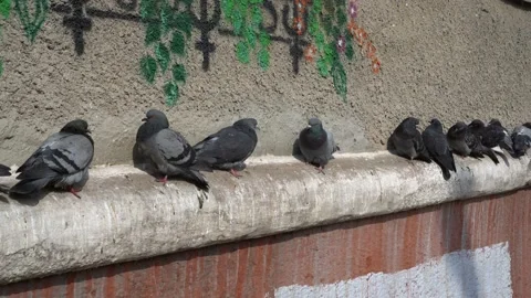 The pigeons sit and play with each other on the ledge of the house Video stock 87937046