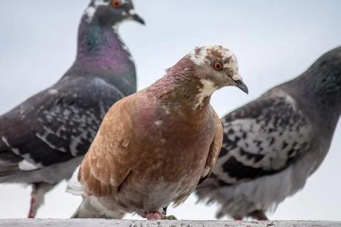 Pigeons sit on a background of gray sky, cloudy weather. Brown and gray birds Stock Photos