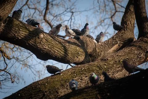 Pigeons sit on bare tree branches Stock Photos