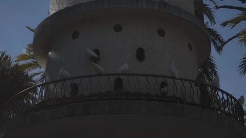 Pigeons sit in a bird feeder Stock Footage 98355309