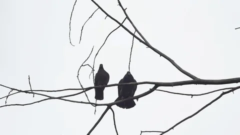Pigeons Sit on a Branch Stock Footage 89733668