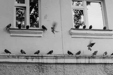 Pigeons sit on the eaves of the building. Stock Photos