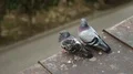 Pigeons sit on the edge of roof and scratch itself HD Footage