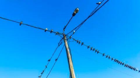 Pigeons sit on electic wires on classic blue sky background. Business concept Foto stock