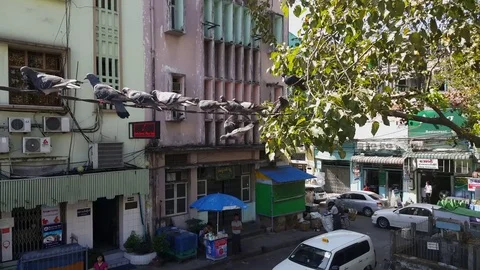 Pigeons sit on electric cable, Yangon side street from above, buildings, tree Video stock 77805601