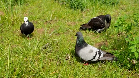 Pigeons sit in the grass screaming and washing themselves Stock Footage 201285695