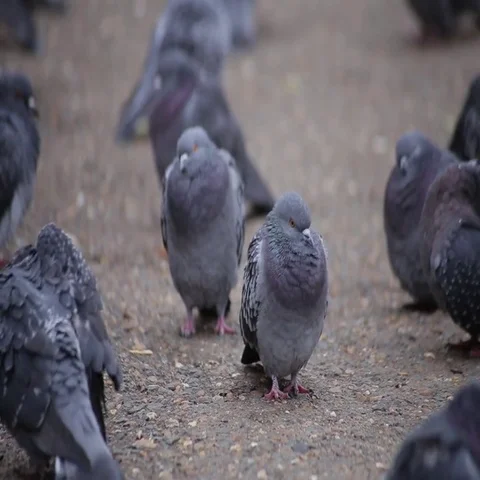 Pigeons sit on the ground and bask Видео 69630224