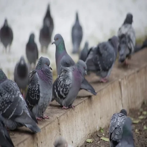 Pigeons sit on the ground and bask Stock Footage 69630244