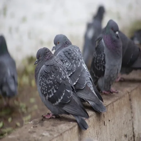 Pigeons sit on the ground and bask Vidéo 69630837