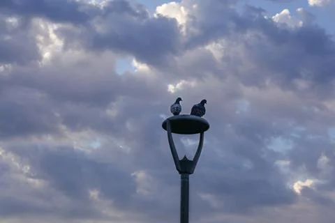 Pigeons sit on a lantern Stock Photos