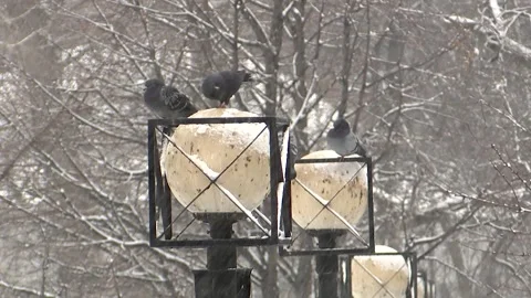 Pigeons sit on a lanterns in the background of the park. Winter, snow. Stock Footage 148415723