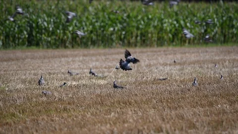 Pigeons sit in a mowed field while others fly over them Stock Footage 115108090