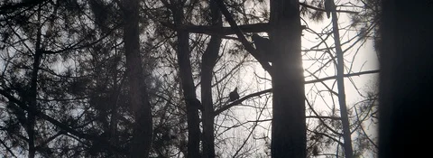 Pigeons sit in the park anamorphic Stock Footage 129291434