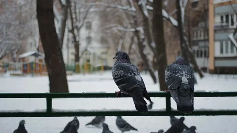 Pigeons sit on the railing in winter, winter 2021, Dove, snowy weather Stock Footage 143861220