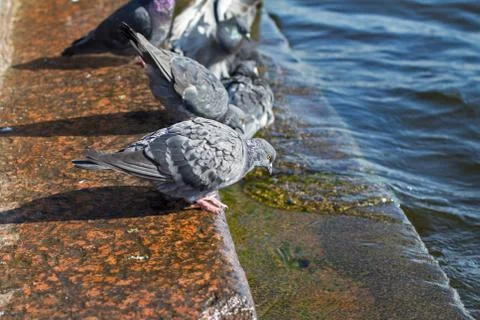 Pigeons sit on the stairs Stock Photos