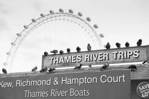 Pigeons sit on the "Thames River Trips" sign Stock Photos