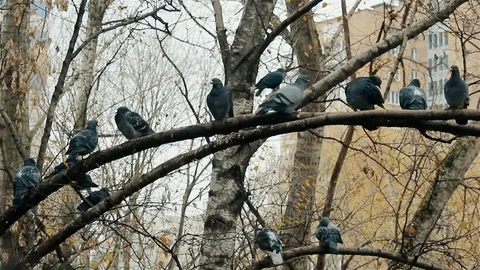 Pigeons sit on tree branches and clean their feathers, autumn season full HD Stock Footage 81632027