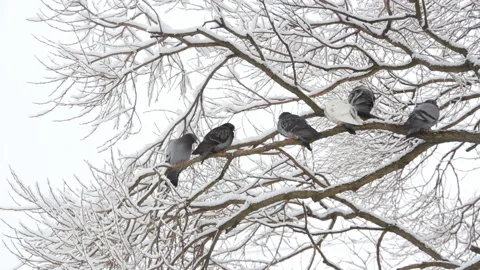 Pigeons sit on a tree in a winter forest. Video stock 87498698