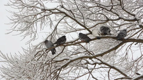 Pigeons sit on a tree in a winter forest. Stock Footage 87501056