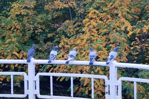Pigeons sit on a white railing with autumn leaves in a park Stock Photos