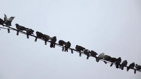 Pigeons sit on the wire against the gray sky slow motion Stock Footage 83710280