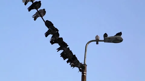 Pigeons sit on the wire and on the lantern Stock Footage 85486272