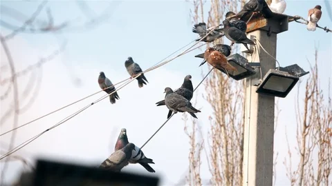 Pigeons Sit on the wire Video stock 103858374