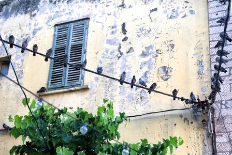 Pigeons sit on the wire Stock Photos