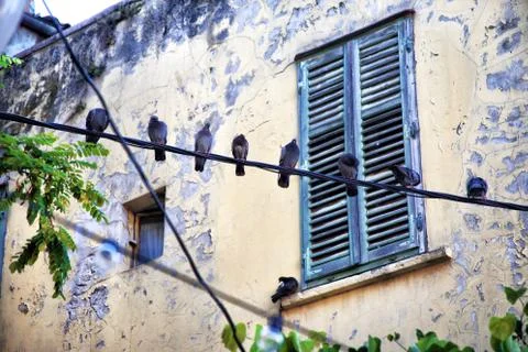 Pigeons sit on the wire Stock Photos