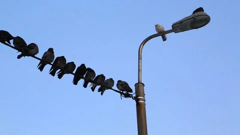 Pigeons sit on the wires Stock Footage 100962383