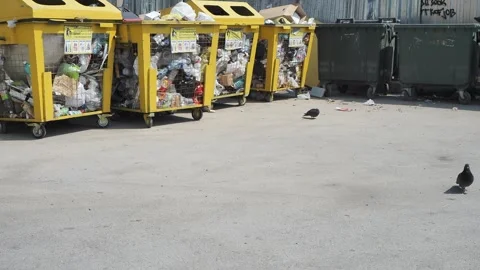 Pigeons on the site where there are containers for garbage collection. Stock-Footage 242568590