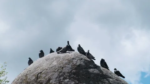 Pigeons sitting on the ancient stone statue Stock Footage 167472518