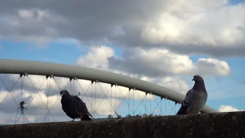 Pigeons sitting and looking at camera, close up of city birds outdoors Stock-Footage 320249401