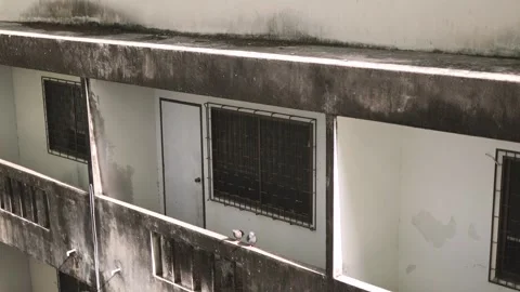 Pigeons sitting on a balcony. Video stock 247367496