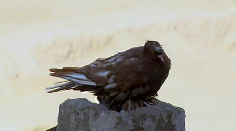 Pigeons sitting on a Chimmney Stock Footage 52383379