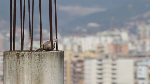 Pigeons sitting on a column Vidéo 111577008