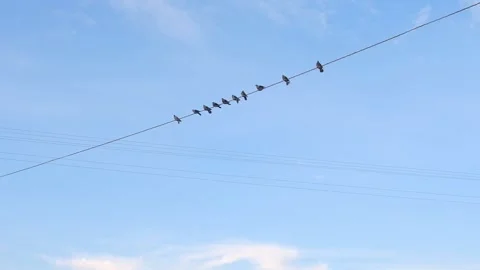 Pigeons sitting on electrical wires and waving their tails. slow motion Stock Footage 168271885